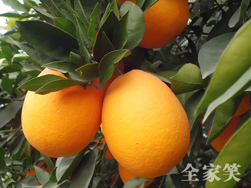 冰糖橙高產優質栽培技術